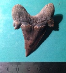 Otodus