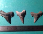Otodus-ы(?)