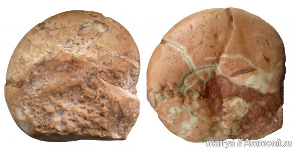 головоногие моллюски, Holcophylloceras, Phylloceratidae, Северная Италия