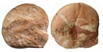ядро аммонита Holcophylloceras