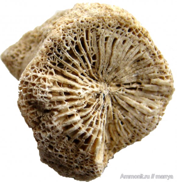 кораллы, Bothrophyllum, подольский горизонт, ругозы, Московская область, средний карбон, четырехлучевые кораллы, Rugosa, Одинцовский район