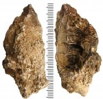 Bothrophyllum в разрезе