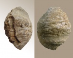 Маленький Semiplanus