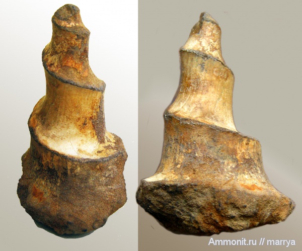 аммониты, Rondiceras, Cadoceras, Московская область, Cardioceratidae, Ammonites, Рузский район
