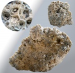 Actinocyathus gorskyi