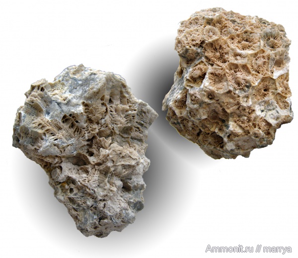 Actinocyathus, колониальные кораллы, Lonsdaleia, Rugosa, Наро-Фоминский район, Actinocyathus gorskyi