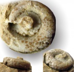 Euomphalus sp