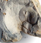 Striatifera sp.: отпечаток в кремнеземе