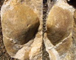 Ядро Striatifera sp. в кремнеземе и его отпечаток