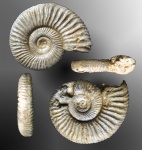 Perisphinctes