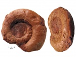 Ядро аммонита Lytoceras