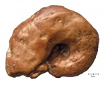 Кто-то из Phylloceratidae?