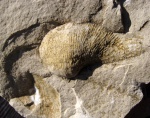 Semiplanus latissimus в породе