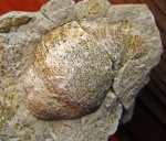 Еще ядро Semiplanus latissimus
