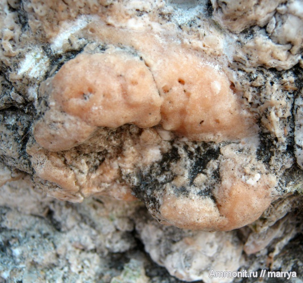 крабы, Daira speciosa, Корсика