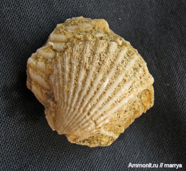 двустворчатые моллюски, Pecten, Pectinidae, Корсика
