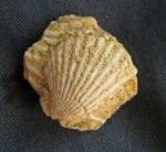 Pecten sp.