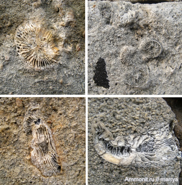 кораллы, Rugosa