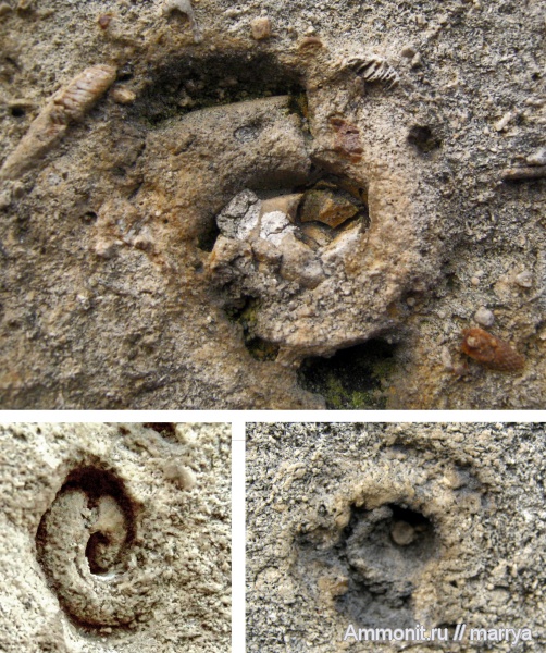 гастроподы, Euomphalus