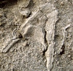 Fenestida