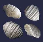 Gigantoproductus