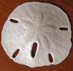 Encope micropora