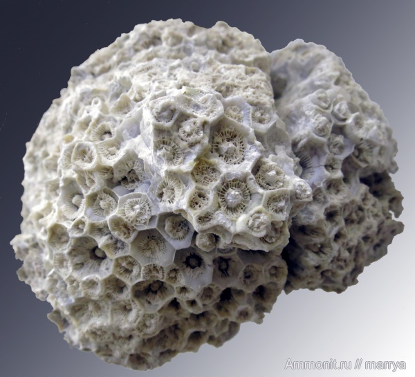 Actinocyathus, колониальные кораллы, Lonsdaleia, Rugosa, Наро-Фоминский район, Actinocyathus gorskyi