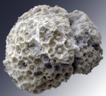 Крупный фрагмент Actinocyathus