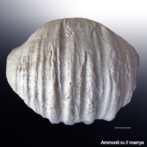 Gigantoproductus, Productida, Gigantoproductus inflatus
