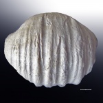 Gigantoproductus inflatus