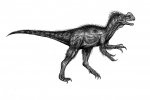 Килеск (Kileskus aristotocus) Ручка