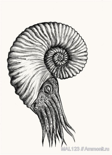 аммониты, мел, реконструкция, Deshayesites, Ammonites, Cretaceous