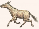 Hipparion  elegans ( цвет.карандаши)