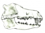 Череп Andrewsarchus mongoliensis