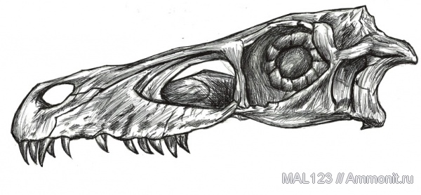 динозавры, дромеозавры, Velociraptor, велоцирапторы, Velociraptor osmolskae