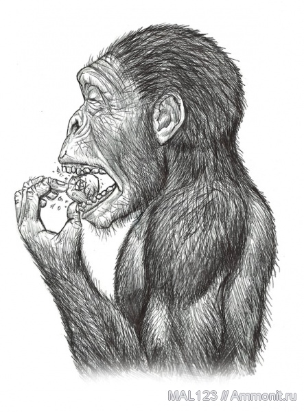 приматы, люди, человек, гоминиды, гоминины, Australopithecus, реконструкция, происхождение человека