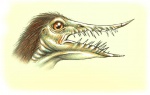 Голова Rhamphorhynchus gemmingi