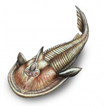 Ukrainaspis kozlowskii (без фона)