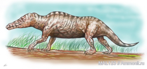 млекопитающие, китообразные, Ambulocetus, Ambulocetus natans