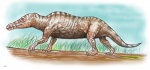 Ambulocetus natans