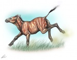 Hyracotherium