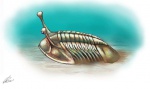 Asaphus kowalewskii