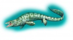 Platecarpus coryphaeus