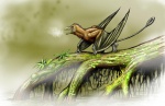 Sordes pilosus