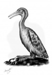 Hesperornis regalis