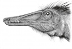 Austroraptor