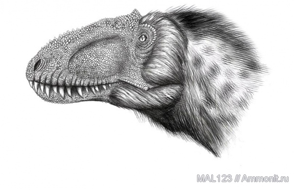 Китай, тираннозавры, Yutyrannus huali