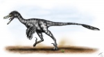 Velociraptor mongoliensis