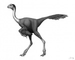 Avimimus portentosus