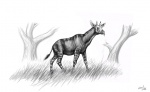 Palaeotragus primaevus